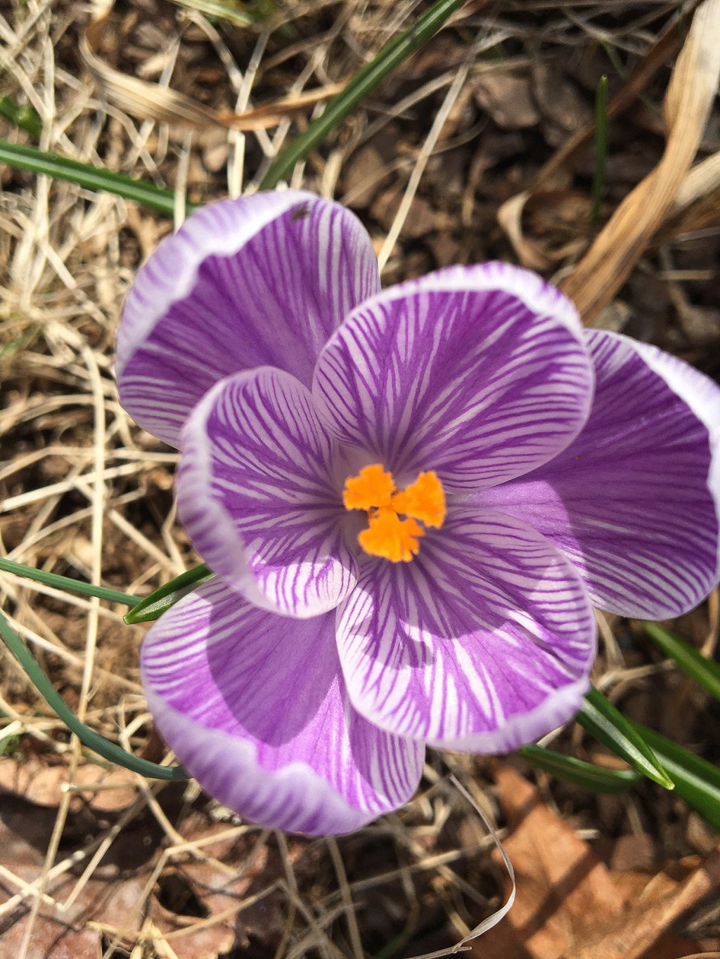 Spring Comes No&nbsp;Matter