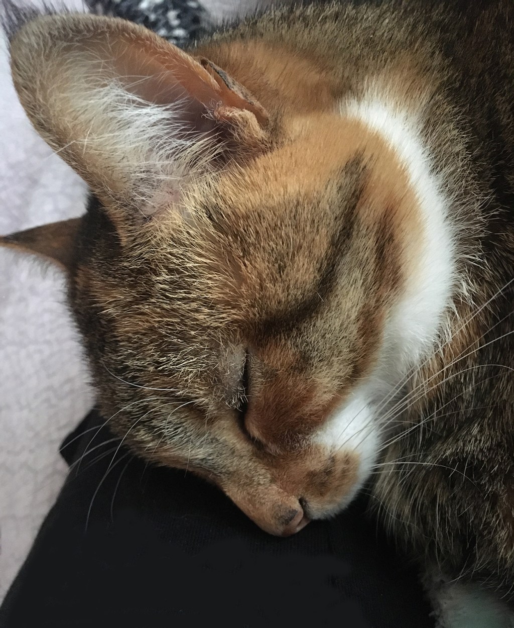 Oh for this company of a&nbsp;cat